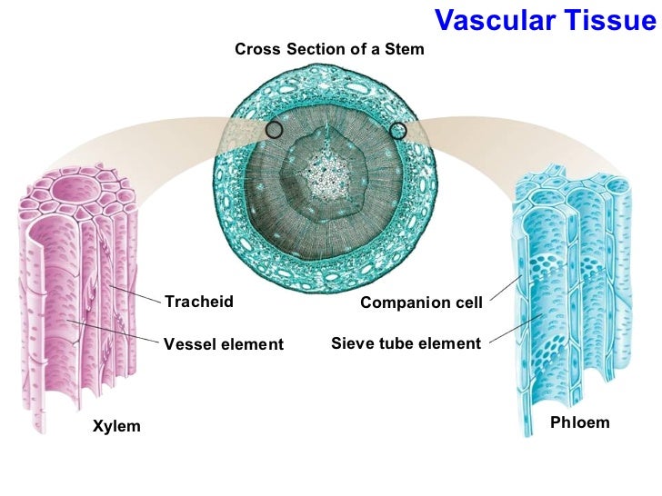 Chapter 23 Lecture Roots, Stems, Leaves
