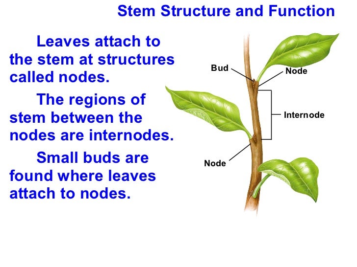 Chapter 23 Lecture Roots, Stems, Leaves