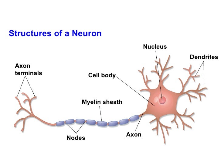 Chapter 35 lecture Nervous System