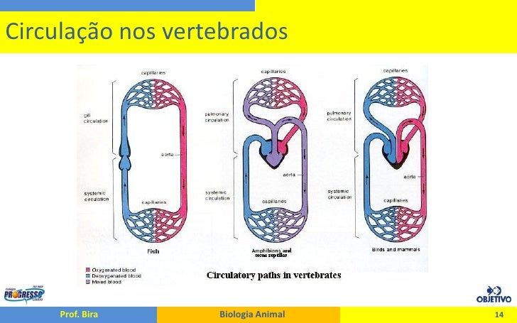 Tipos de Circulação