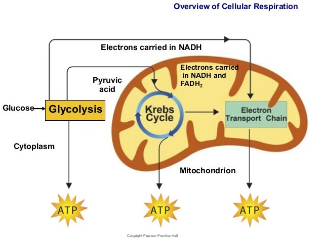 cellular respiration process