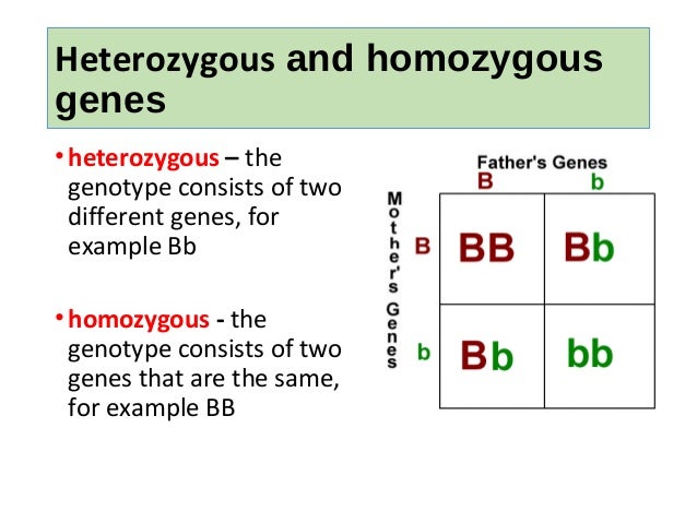which of the following is an example of a homozygous dominant genotype