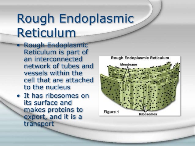 endoplasmic reticulum analogy