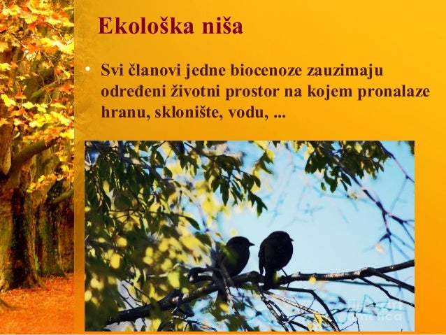 Biocenoza