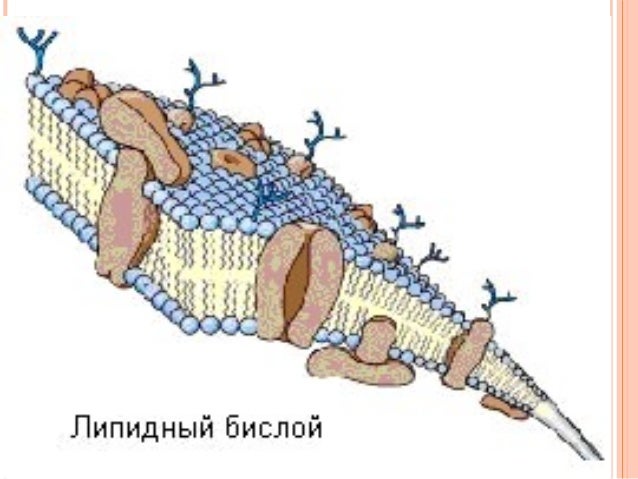 Biochemistry l 4