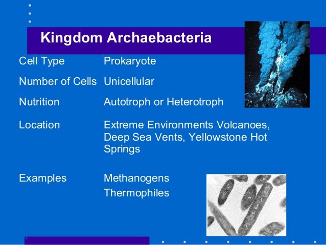 Examples of Archaebacteria With Their Scientific Name ...