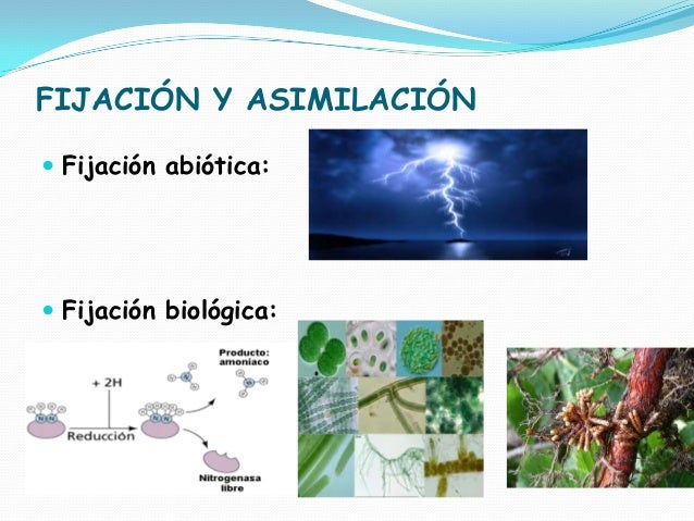 Fijación En Las Plantas Y Transmisión A Los Animales