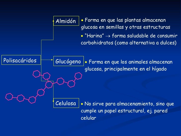 Bioelementos Y BiomoléCulas