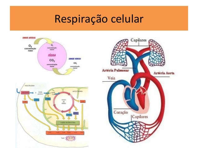 Biofísica e fisiologia da ventilação pulmonar e trocas gasosas