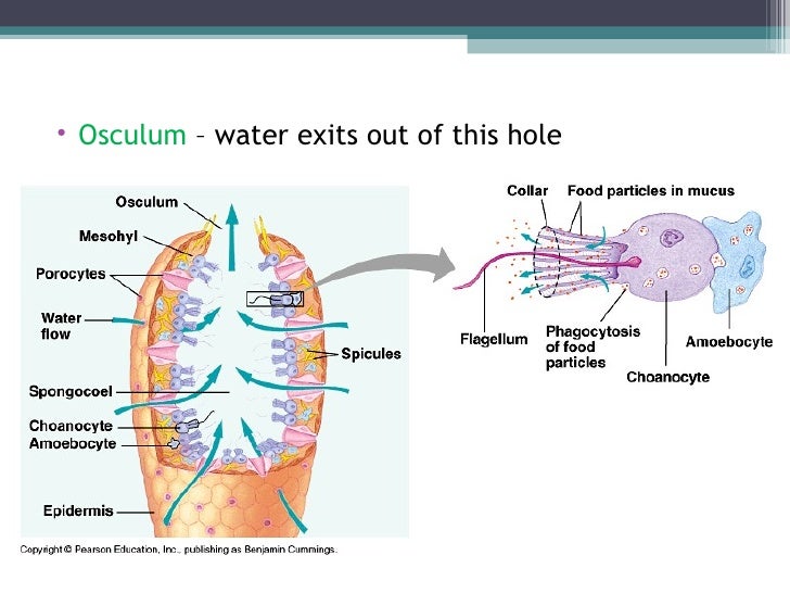 Biol 11 Lesson 2 Feb 3 Ch 26 Phylum Porifera (Sponges)