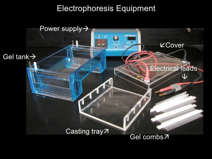 Image result for gel being prepared in gel electrophoresis