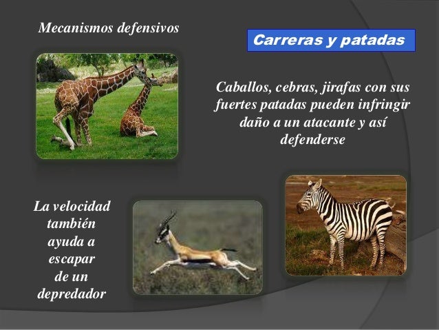 Biología 4to año significado de la vida - mecanismos de defensa en