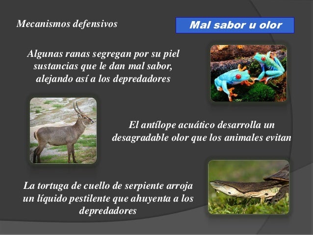 Biología 4to año significado de la vida - mecanismos de defensa en