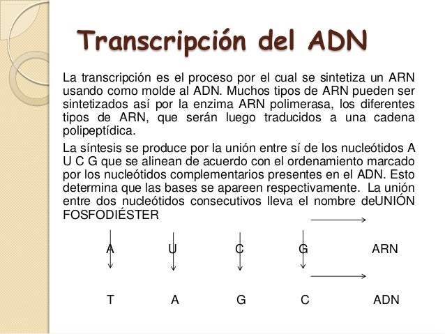 transcripcion y traduccion del ADN