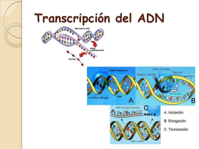 transcripcion y traduccion del ADN