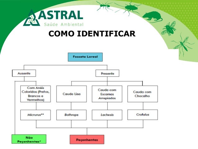 COMO IDENTIFICAR