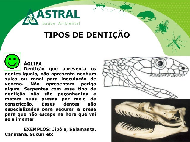 TIPOS DE DENTIÇÃO
ÁGLIFAÁGLIFA
Dentição que apresenta os
dentes iguais, não apresenta nenhum
sulco ou canal para inoculaçã...