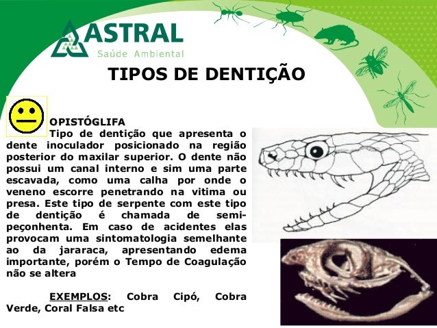 TIPOS DE DENTIÇÃO
OPISTÓGLIFAOPISTÓGLIFA
Tipo de dentição que apresenta o
dente inoculador posicionado na região
posterior...