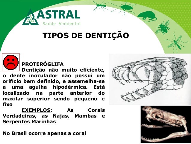 TIPOS DE DENTIÇÃO
PROTERÓGLIFAPROTERÓGLIFA
Dentição não muito eficiente,
o dente inoculador não possui um
orifício bem def...
