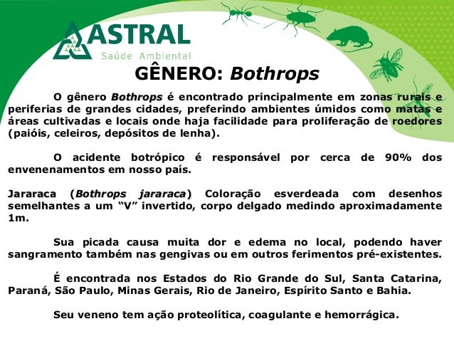 GÊNERO: Bothrops
O gênero BothropsBothrops é encontrado principalmente em zonas rurais e
periferias de grandes cidades, pr...