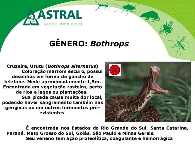 GÊNERO: Bothrops
Cruzeira, Urutu (Cruzeira, Urutu (Bothrops alternatusBothrops alternatus))
Coloração marrom escuro, possu...