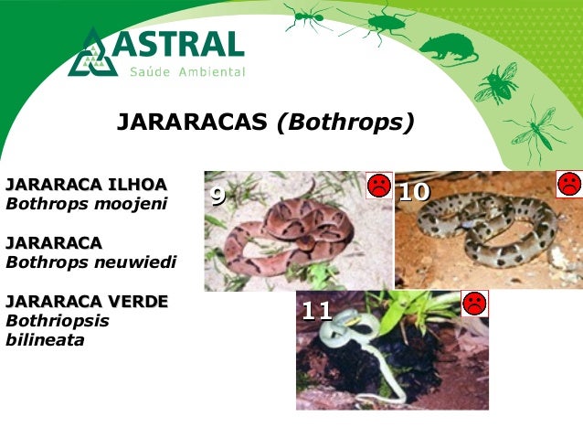 JARARACAS (Bothrops)
99
1111
1010JARARACA ILHOAJARARACA ILHOA
Bothrops moojeni
JARARACAJARARACA
Bothrops neuwiedi
JARARACA...
