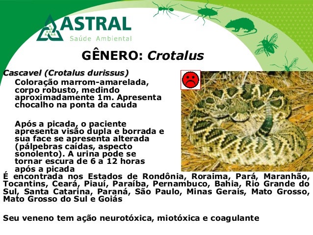 GÊNERO: Crotalus
Cascavel (Crotalus durissus)Cascavel (Crotalus durissus)
Coloração marrom-amarelada,
corpo robusto, medin...