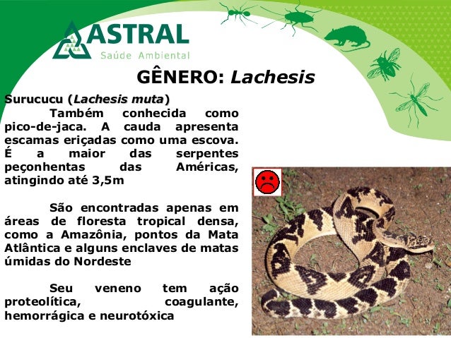 GÊNERO: Lachesis
SurucucuSurucucu ((Lachesis mutaLachesis muta))
Também conhecida como
pico-de-jaca. A cauda apresenta
esc...