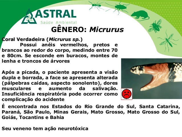 GÊNERO: Micrurus
Coral Verdadeira (Coral Verdadeira (Micrurus sp.Micrurus sp.))
Possui anéis vermelhos, pretos e
brancos a...