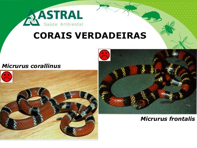 CORAIS VERDADEIRAS
Micrurus corallinus
Micrurus frontalis