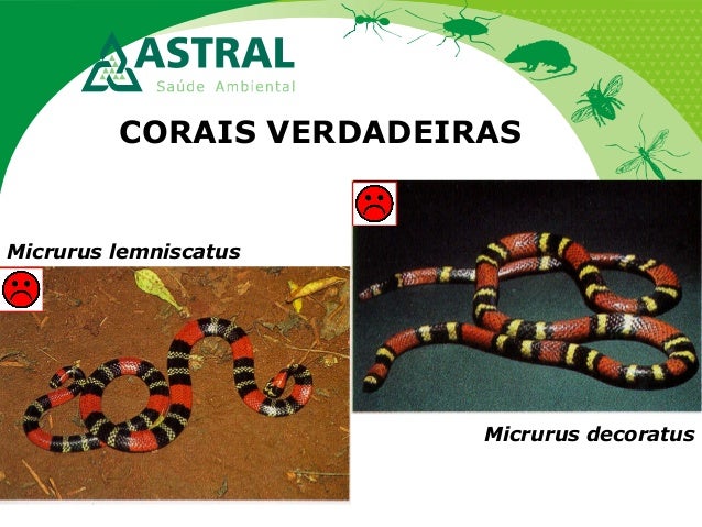 CORAIS VERDADEIRAS
Micrurus lemniscatus
Micrurus decoratus
