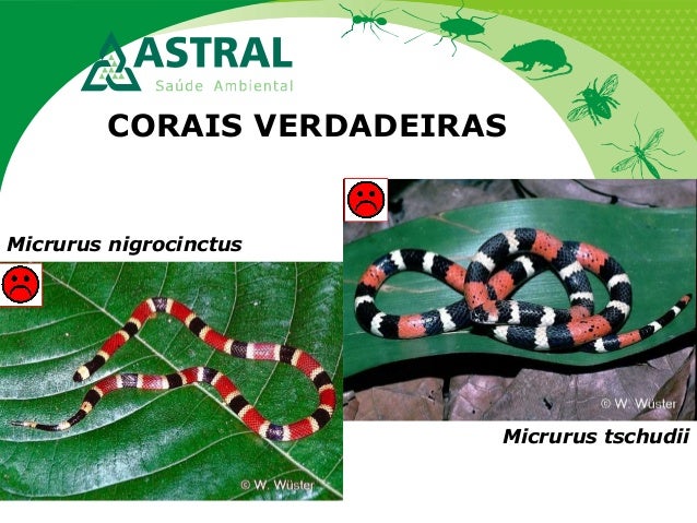 CORAIS VERDADEIRAS
Micrurus nigrocinctus
Micrurus tschudii