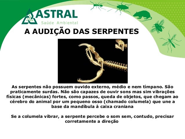A AUDIÇÃO DAS SERPENTES
As serpentes não possuem ouvido externo, médio e nem tímpano. São
praticamente surdas. Não são cap...
