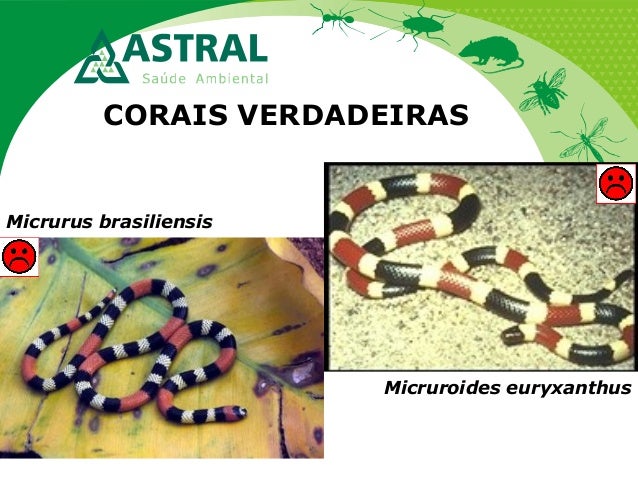 CORAIS VERDADEIRAS
Micruroides euryxanthus
Micrurus brasiliensis