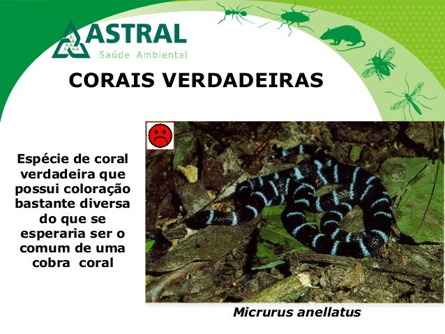 CORAIS VERDADEIRAS
Micrurus anellatus
Espécie de coral
verdadeira que
possui coloração
bastante diversa
do que se
esperari...