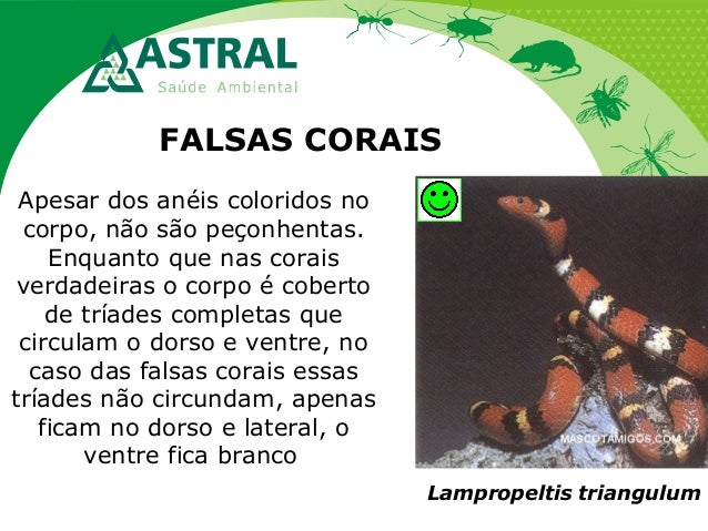 FALSAS CORAIS
Apesar dos anéis coloridos no
corpo, não são peçonhentas.
Enquanto que nas corais
verdadeiras o corpo é cobe...