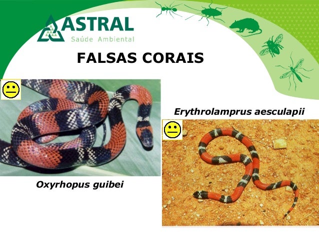 FALSAS CORAIS
Oxyrhopus guibei
Erythrolamprus aesculapii