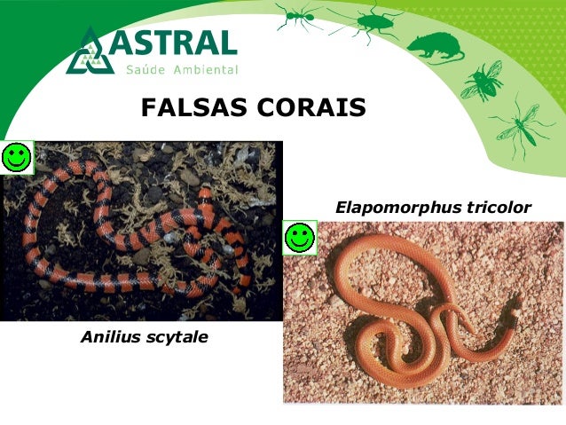 FALSAS CORAIS
Elapomorphus tricolor
Anilius scytale