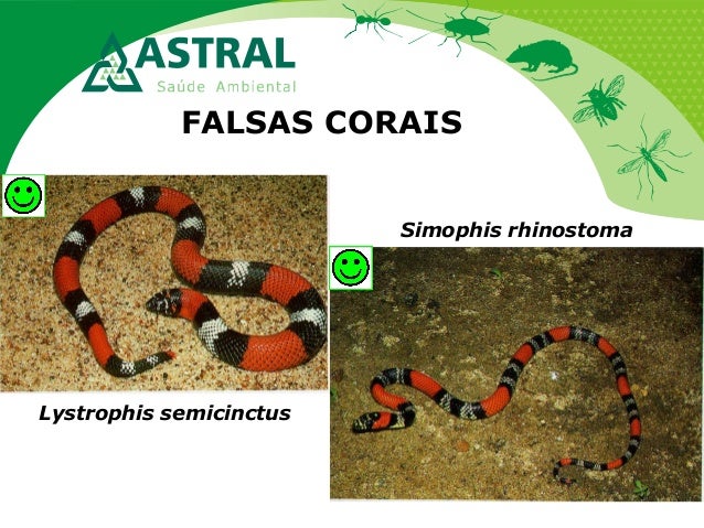 FALSAS CORAIS
Lystrophis semicinctus
Simophis rhinostoma