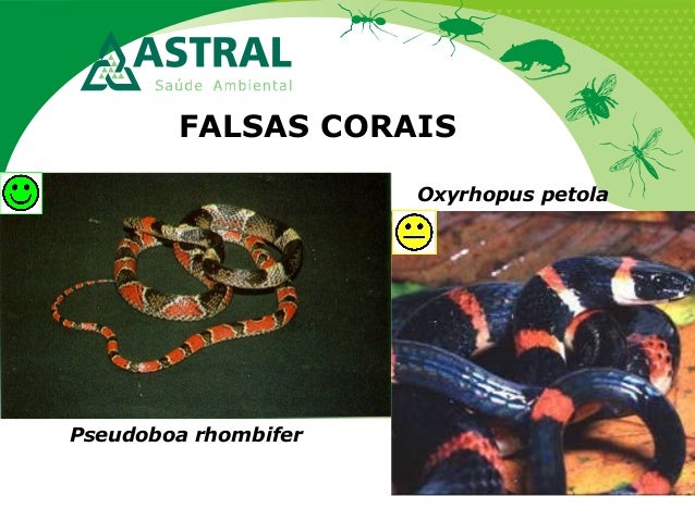 FALSAS CORAIS
Pseudoboa rhombifer
Oxyrhopus petola