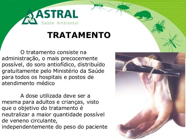 TRATAMENTO
O tratamento consiste na
administração, o mais precocemente
possível, do soro antiofídico, distribuído
gratuita...