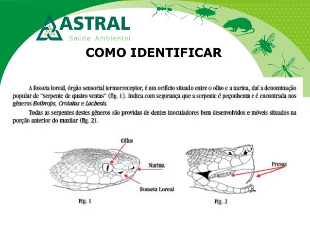 COMO IDENTIFICAR