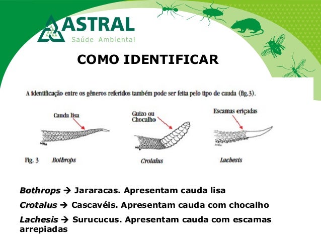COMO IDENTIFICAR
BothropsBothrops Jararacas. Apresentam cauda lisa
CrotalusCrotalus Cascavéis. Apresentam cauda com ...