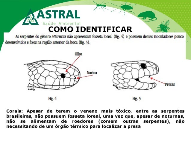 COMO IDENTIFICAR
Corais: Apesar de terem o veneno mais tóxico, entre as serpentes
brasileiras, não possuem fosseta loreal,...