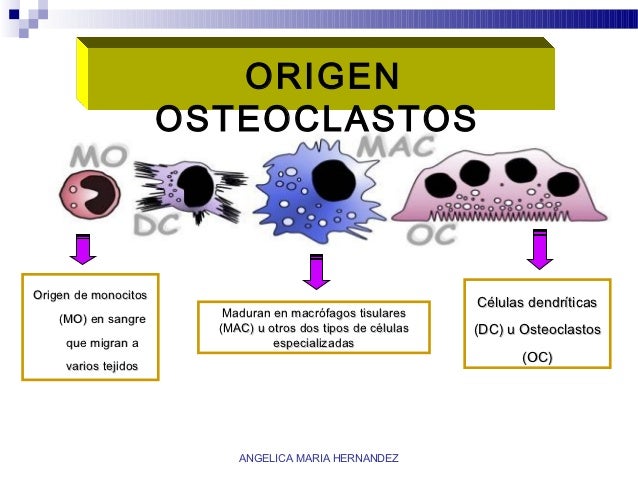 Resultado de imagen de origen osteoclastos