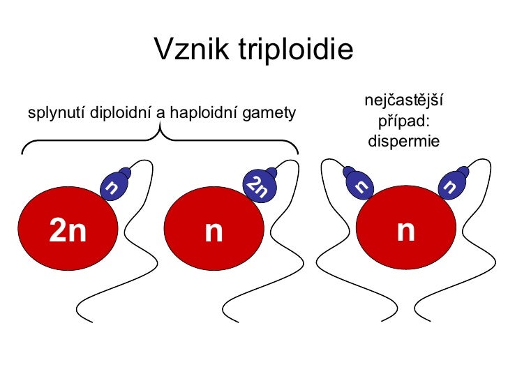 Biologie pro bakaláře - Cytogenetika I