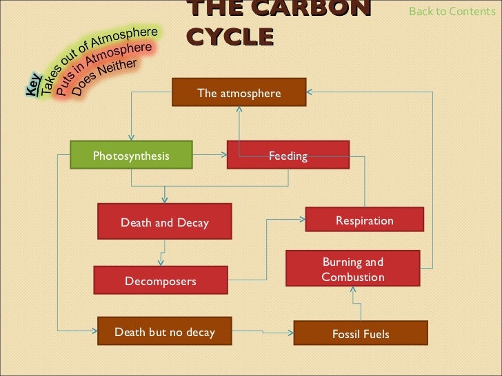 photosynthesis coursework essay example photosynthesis coursework essay example