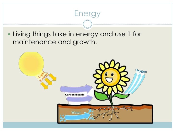 Biology as the Study of Life