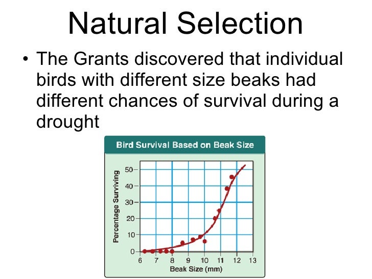Difference Between Speciation And Natural Selection Difference Between Speciation And Natural Selection