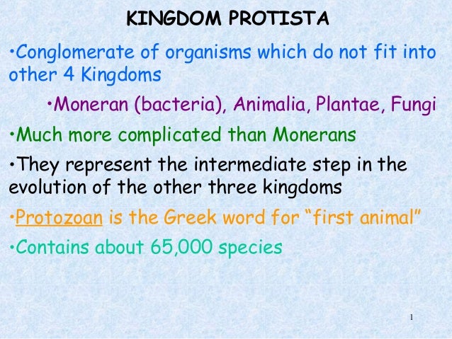 Kingdom Protista Examples Kingdom Protista Examples